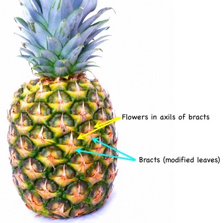 Pineapple